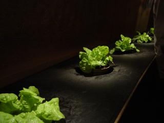 dsc02133.jpg