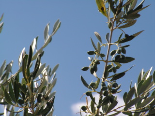 pict0014.jpg