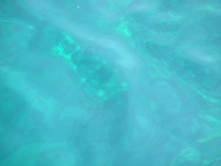 pict0339.jpg